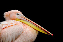 Profile View Of Pelican Against Black Background