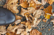 Brown leather shoes on asphalt road or footpath with autumnal leaves. Male footwear. Place for text