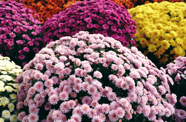 Wall Mural - Fresh colorful chrysanthemums as floral background