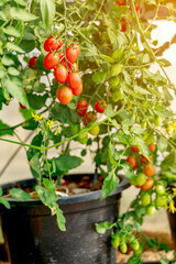 Wall Mural - Close up of cherry tomatoes get ripe at the plant greenhouse