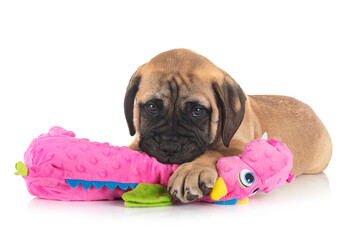 puppy bullmastiff in studio