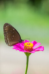 Wall Mural - butterflies and flowers in nature