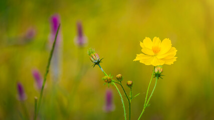 Wall Mural - Flowers and grasses in nature