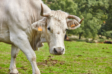 Wall Mural - Cows grazing in the forest on a sunny day. Cattle