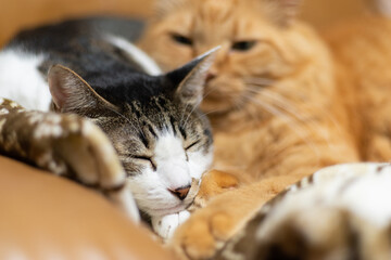 ぐっすり眠る猫　多頭飼い