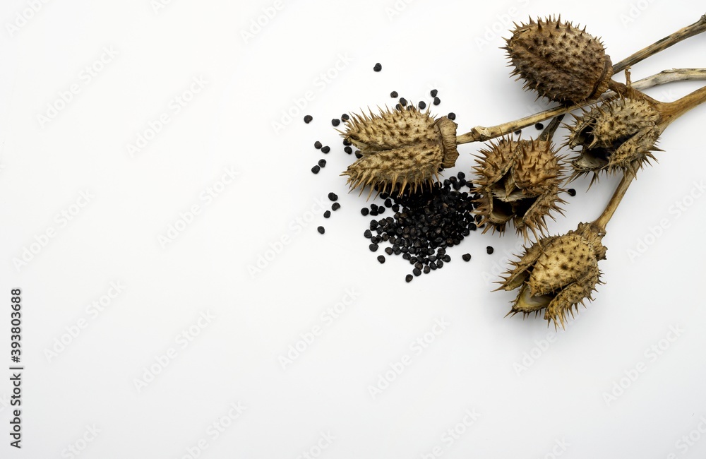 Dried capsules and seeds of datura stramonium burundanga plant on white  background Stock Photo | Adobe Stock