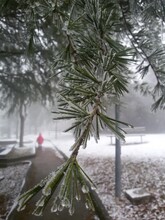 Close-up Of Tree Branch During Winter With Snow And A Child In Background Out Of Focus