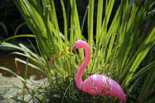 Pink Plastic Flamingo In Small Lake