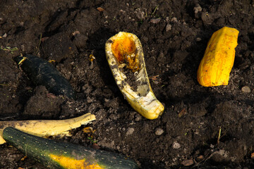 Wall Mural - Over-ripe and rotten zucchini are scattered on the ground in the garden.