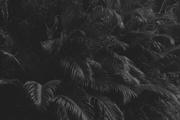 black palm coconut leaf background