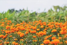 Close-up Of Orange Flowering Plants On Field