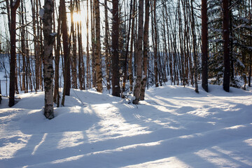 Sticker - Coniferous forest in the Arctic