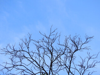 dry branch of tree with blue sky background