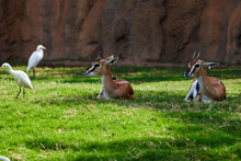 Beautiful Pair Of Thomson's Gazelles Lying On The Grass With Two Birds Around In A Zoo In Valencia, Spain
