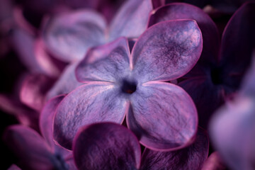 Wall Mural - Beautiful purple lilac flowers. Macro photo of lilac spring flowers.