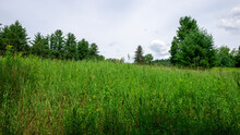 Woodlands In Cambridge Vermont, Summer 2020