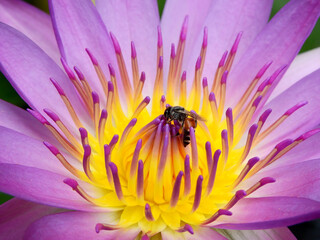 pollen of purple lotus blooming with bee - close up view