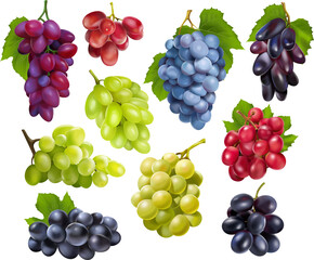 Realistic grapes set collection