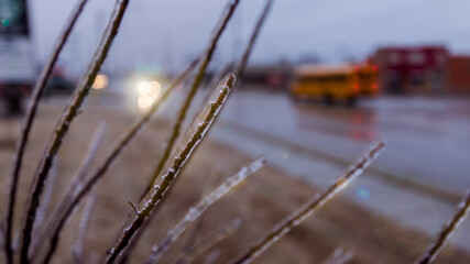close up view of ice covered tree branch during winter ice storm with cars and school buses in backg