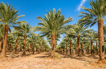 Wall Mural - Plantation of date palms for healthy food production. Dates production is rapidly developing agriculture industry in desert areas of the Middle East