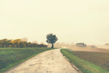 Autumn foggy day, lonely country road between the fields