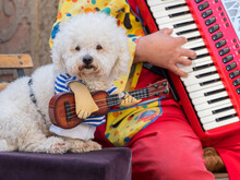 A Cute White Fluffy Dog Has Been Dressed To Look As Though It Is Playing A Small Guitar.The Owners Accordion Keyboard Can Be Seen In Background Background