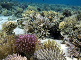 Fototapeta Do akwarium - Hard and soft coral community structures of the Red Sea