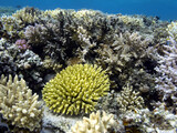 Fototapeta Do akwarium - Hard and soft coral community structures of the Red Sea