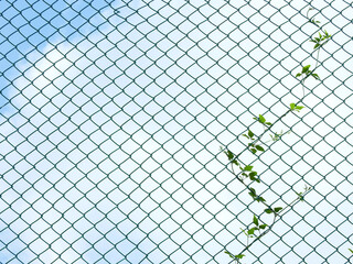 Wall Mural - green ivy growth on wire mesh of fence with blue sky background