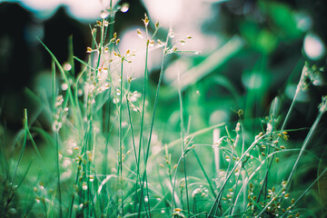 grass in the morning