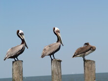 Resting Pelicans