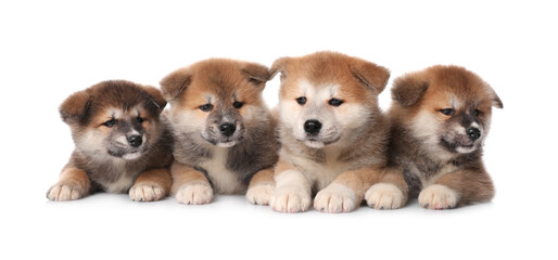 Adorable Akita Inu puppies on white background