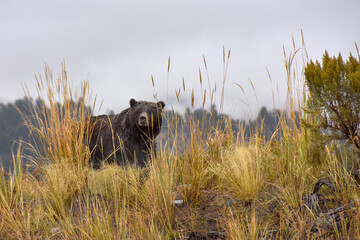 grizzly bear looking through the grass at yellowstone national park.