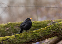 Common Blackbird (Turdus Merula) Sits In The Tree. Early Spring