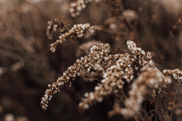 Beautiful autumn dry flowers field. Countryside atmospheric romantic missing melancholic mood. Creative nature texture. Horizontal  botanical composition