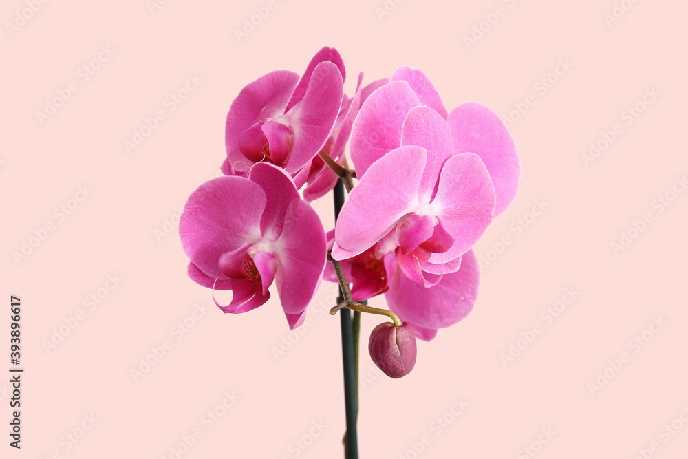 Beautiful orchid flowers on light background