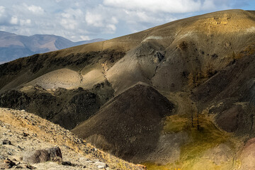 Colorful hills on the altai. Two lonely trees on mountain.