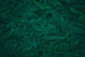 Green dark toned image of coniferous tree branches - ideal for trendy natural background decoration ( cinematic color grading)