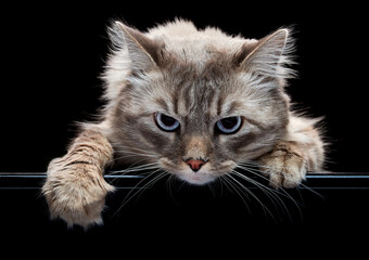 Nice Syberian colorpoint cat.with blue eyes. The cat's paw is reaching for something. Black background. Close-up portrait.