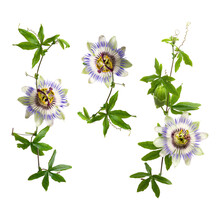 Set Of Passiflora Passionflower Branches Isolated On White Background. Big Beautiful Flower. A Branch Of Creepers.