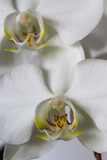 Fototapeta Storczyk - White orchid flowers close up