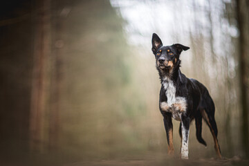 Wall Mural - portrait of a dog (working dog - Border collie)