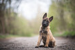 © dogphotos - Cute puppy, belgian shepherd malinois dog