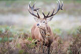 Fototapeta Zwierzęta - Close-up of a red deer stag during rutting season in autumn