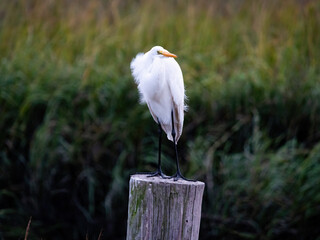 Wall Mural - Young white egret perched in the marsh