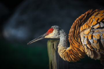 Close up shot of Sandhill crane bird