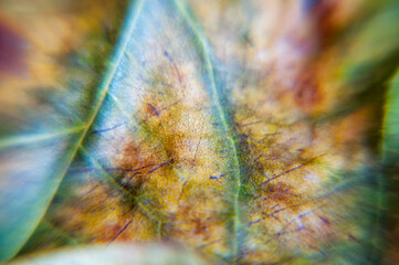 London, United Kingdom, November 20th, 2020: Leaves close up background. Dry in old leaves with a micro pattern on a light, decorative background
