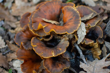 Orange Mushroom Flower Shape Mushroom From Side