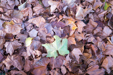 Wall Mural - Platanus leaves fallen in the forest. fallen autumn leaves.
