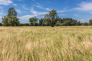 Wall Mural - Summer view on a meadow in rural area of Mazowsze region in Poland